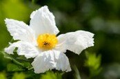 Romneya coulteri